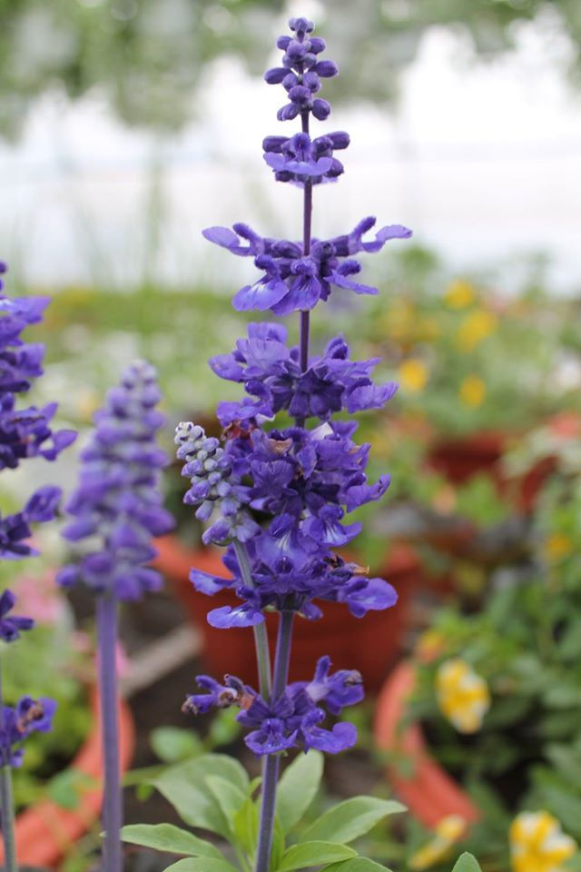 11187251_971734839543363_8627157121162020002_o