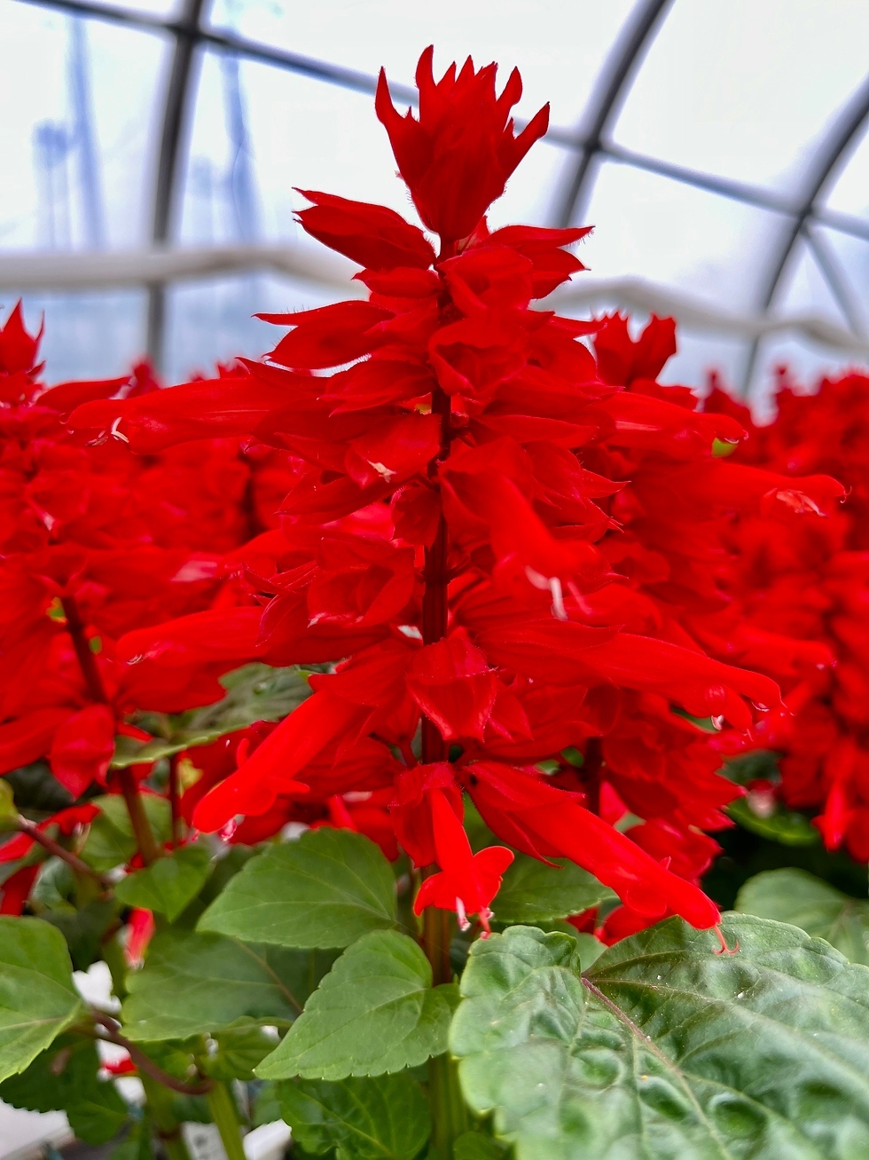 20240523_132231083_iOS