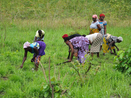 1 for 20 Partnership- Mobilizing USD 1 billion to restore the Ivorian forest cover