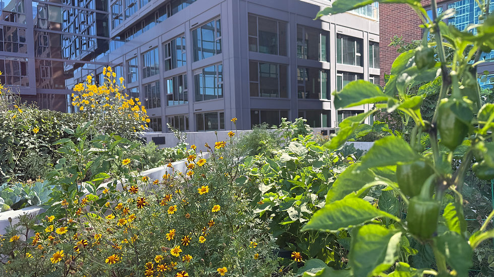 Urban garden with yellow flowers and green plants, set against a backdrop of modern glass and brick buildings under clear blue sky.