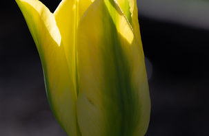 Yellow Tulip
