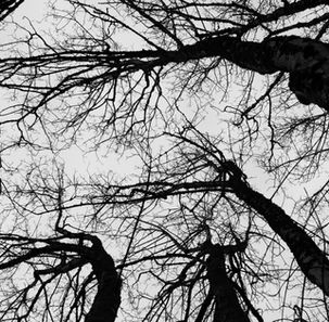 Heritage Maple Tree