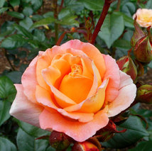 GVP gardens (8)_preview.jpeg