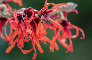 Witch Hazel