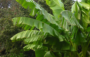banana tree