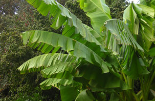 banana tree