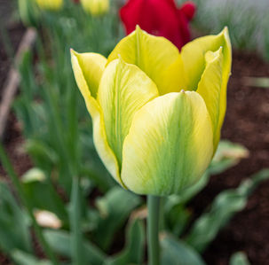 single yellow tulip
