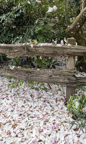 Magnificent Magnolias