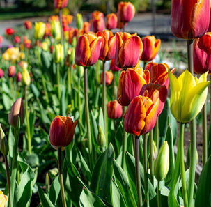 Tulips in the park