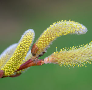 Peachleaf willow male catkins