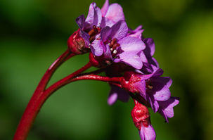 Bergenia