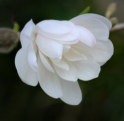 Magnolia blush