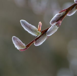 Female Peachleaf Willow Catkins