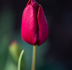 Red Tulip