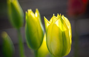 yellow tulip trio