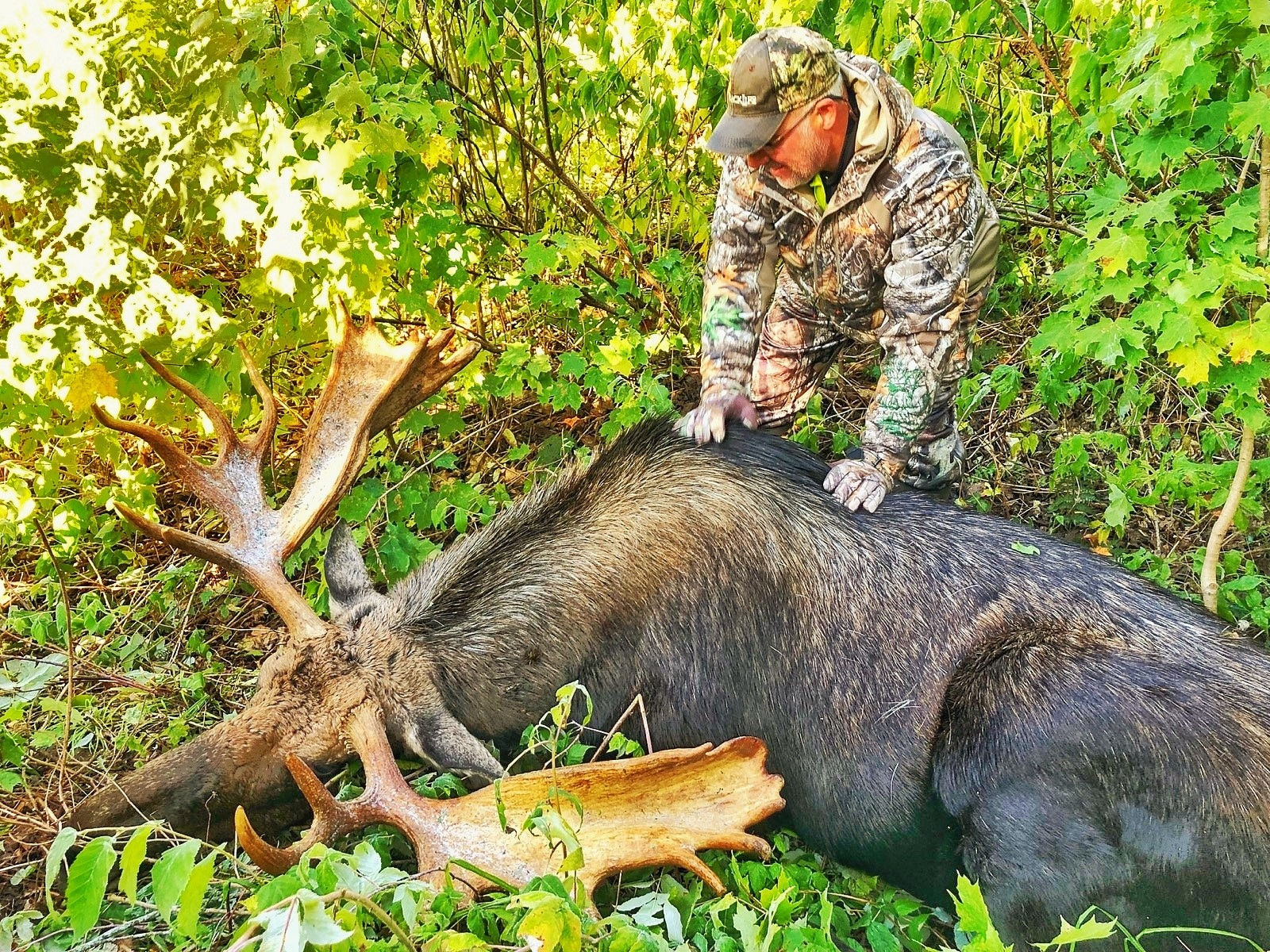 Maine Moose Hunting