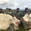 Thumbnail: Spike Camp style Alaska Mountain Goat Hunt