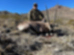Thumbnail: Private Land New Mexico Oryx Hunts with Over-the-Counter-tags
