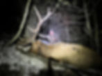 Thumbnail: Southern Colorado Private Land Elk Hunt - Unit 83