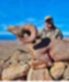 Thumbnail: Old Mexico Desert Bighorn Hunts - Free Range Archery and Rifle