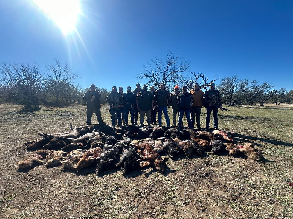 Thumbnail: Texas High Success Hog Hunts - No Limit