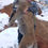 Thumbnail: Trophy Mountain Lion Hunts in Utah