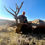 Thumbnail: Western Wyoming Region W Elk Hunting on Private Ranch