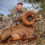 Thumbnail: Old Mexico Desert Bighorn Hunts - Free Range Archery and Rifle