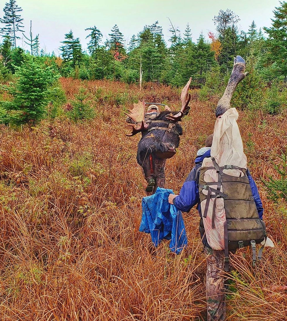 Thumbnail: Landowner Permit Maine Moose - No Draw Required