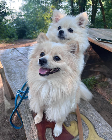 Rocketthespitz