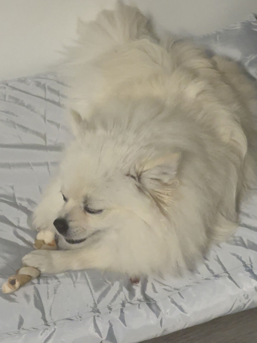 Miniaturbild: Hund auf Hundebett; Winterbezug