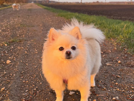 Gefahr für Hunde auf gedüngten Feldern: Warum Grasfressen lebensgefährlich sein kann