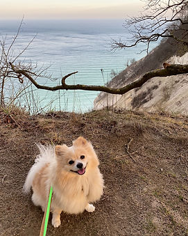Zweispitz / Hund an Møns Klint