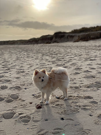 Ein Hund der am Strand auf Sylt steht