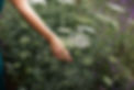 une main qui cueille une fleur