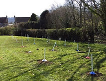 Trees_planted_-_March_2020_IMG_0387_2.jp