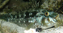 Seagrass Parotfish