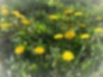 IMG_7024_edited.jpg