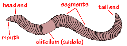 labeled earth worm.gif