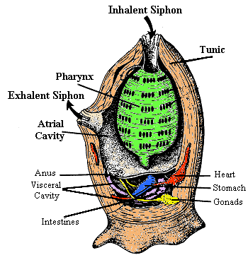 tunicate diagram.gif