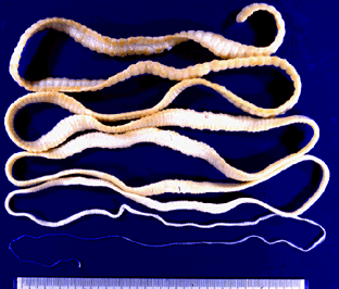solium.gif