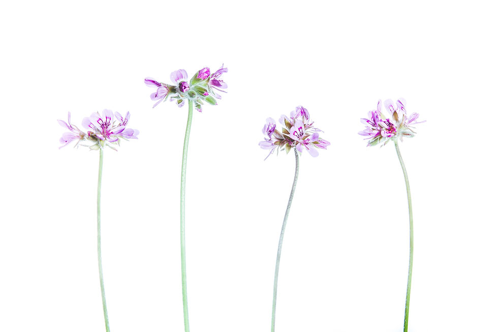 SILVERFLORA_August_-3