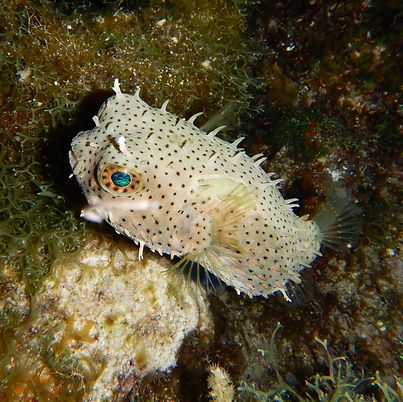 porcupinefish.jpeg
