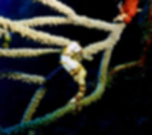 seahorsenight2.jpeg