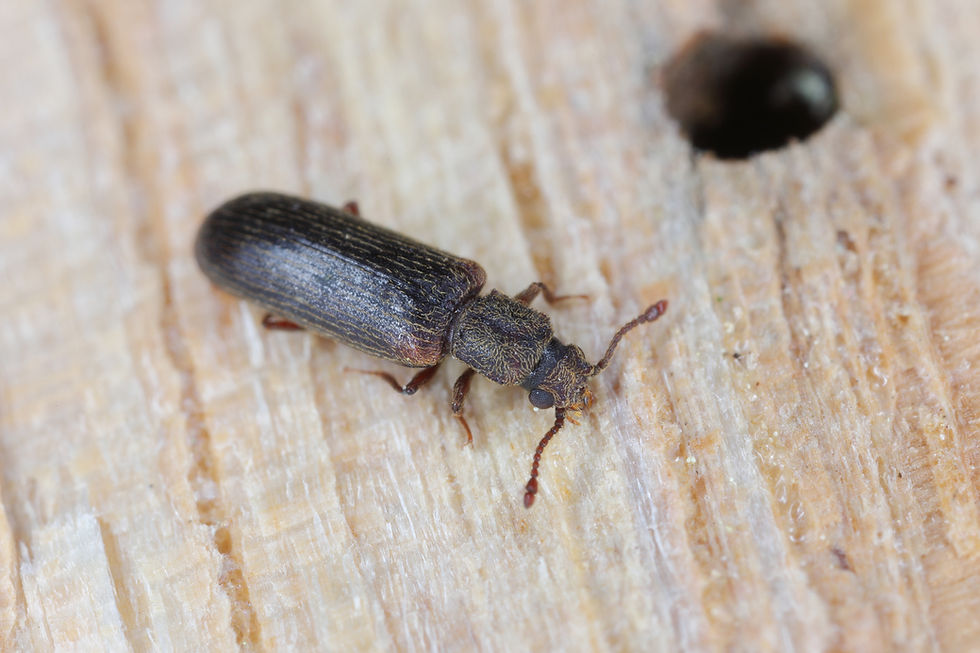 powderpost beetle on wood