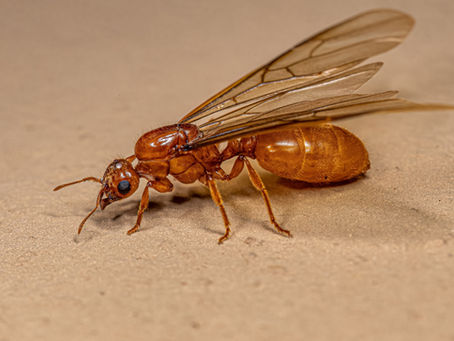 close up of thief ant