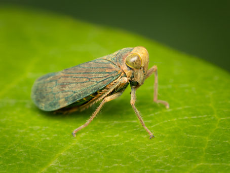 close up of leaf hopper bug on leaf