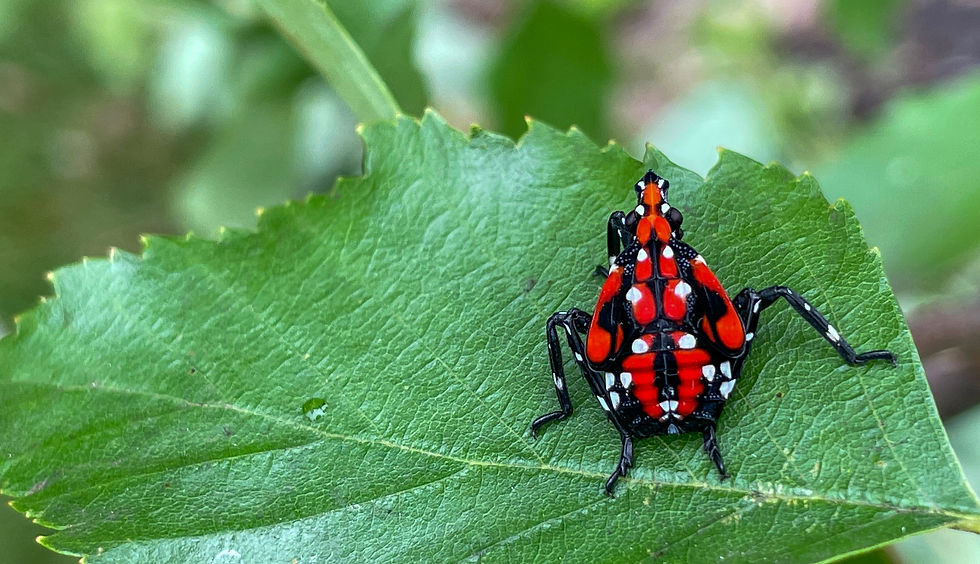 close up of red spotted lanternfly on leaf