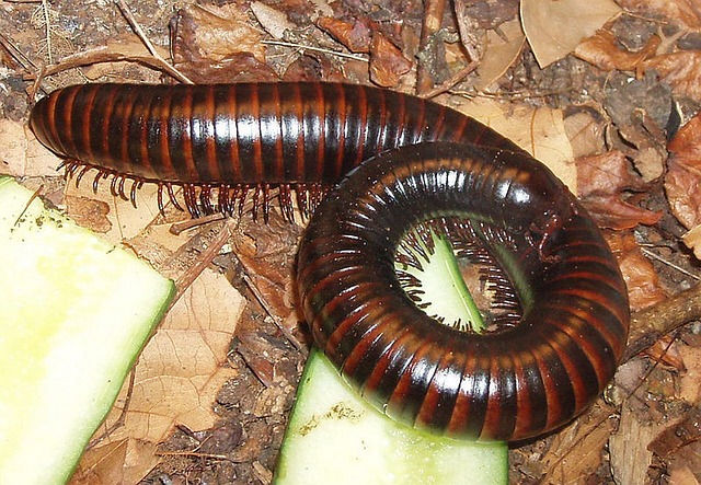 millipede on leaves