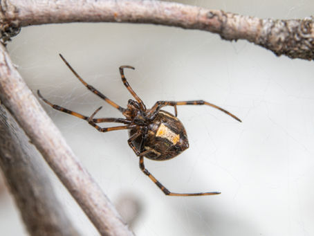 brown widow spider on web between branches
